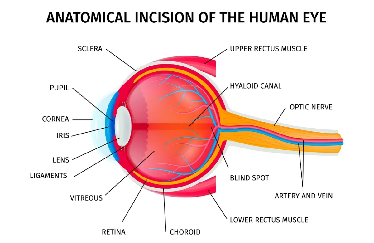 How Do Human Eyes Work? Understanding the Science of Vision
